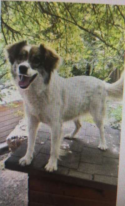 Tierschutzhunde suchen ein Zuhause-Beitrag-Bild