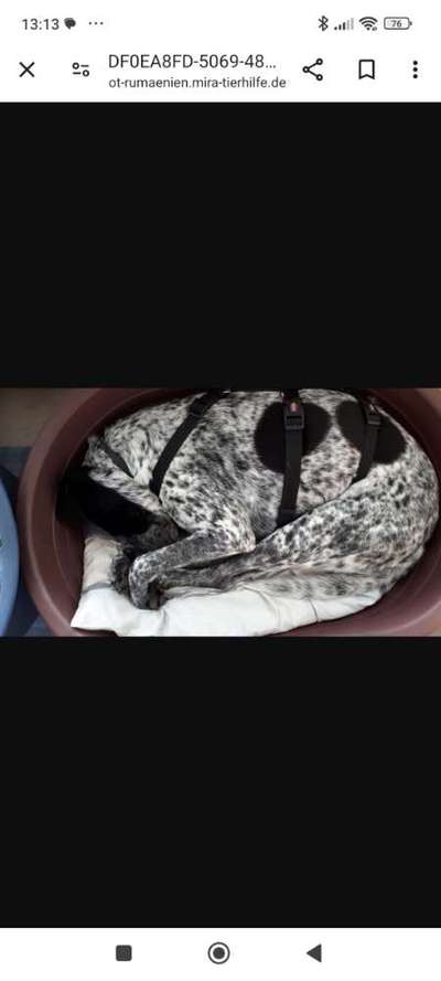 Tierschutzhunde suchen ein Zuhause-Beitrag-Bild