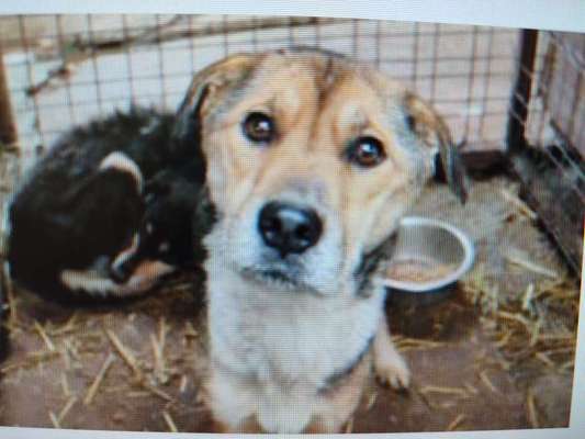 Tierschutzhunde suchen ein Zuhause-Beitrag-Bild