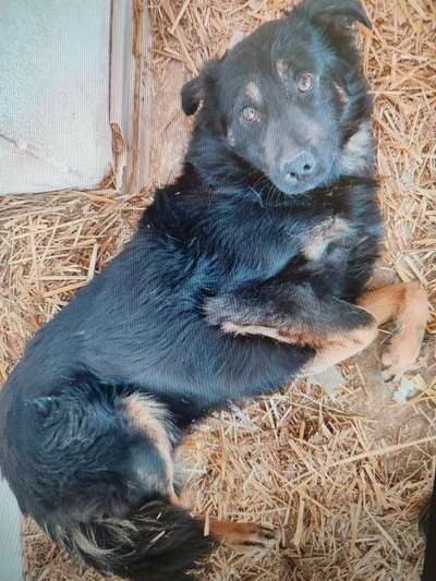 Tierschutzhunde suchen ein Zuhause-Beitrag-Bild