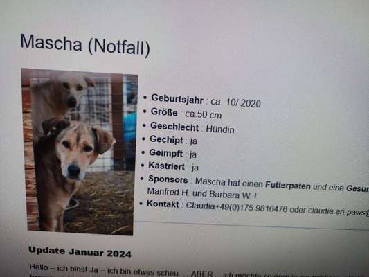 Tierschutzhunde suchen ein Zuhause-Beitrag-Bild