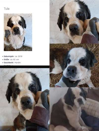 Tierschutzhunde suchen ein Zuhause-Beitrag-Bild