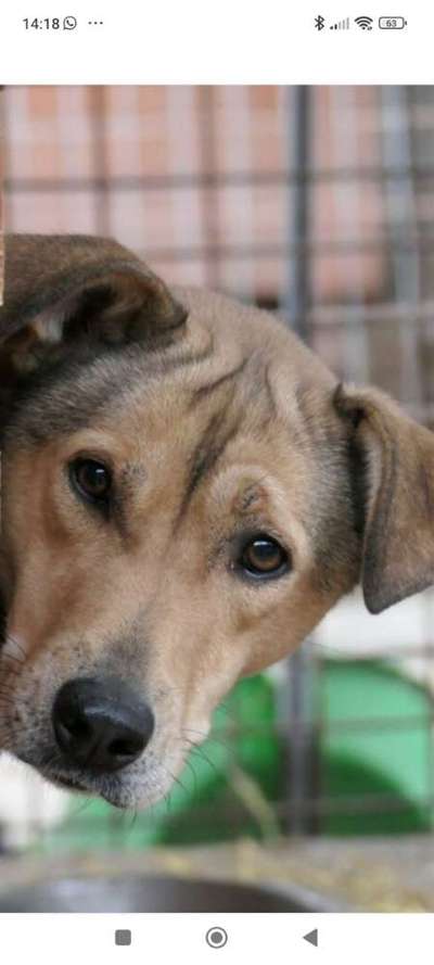 Tierschutzhunde suchen ein Zuhause-Beitrag-Bild