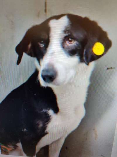 Tierschutzhunde suchen ein Zuhause-Beitrag-Bild