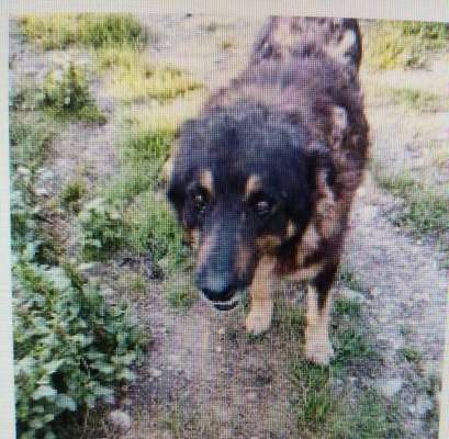 Tierschutzhunde suchen ein Zuhause-Beitrag-Bild