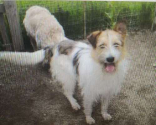 Tierschutzhunde suchen ein Zuhause-Beitrag-Bild