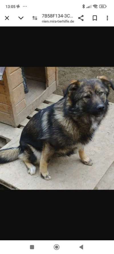 Tierschutzhunde suchen ein Zuhause-Beitrag-Bild