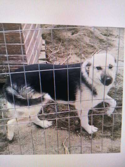 Tierschutzhunde suchen ein Zuhause-Beitrag-Bild