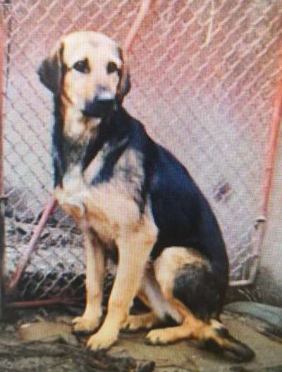 Tierschutzhunde suchen ein Zuhause-Beitrag-Bild