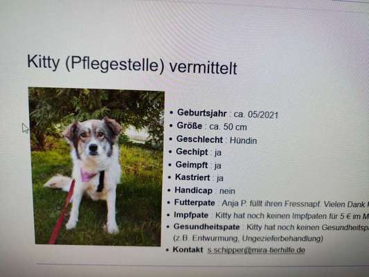 Tierschutzhunde suchen ein Zuhause-Beitrag-Bild