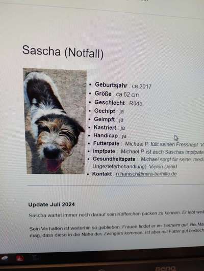 Tierschutzhunde suchen ein Zuhause-Beitrag-Bild