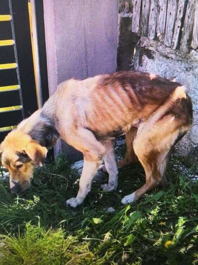 Tierschutzhunde suchen ein Zuhause-Beitrag-Bild