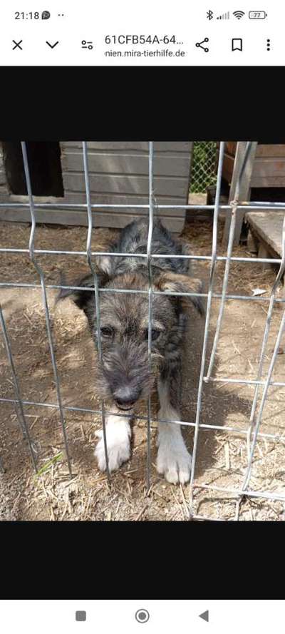Tierschutzhunde suchen ein Zuhause-Beitrag-Bild