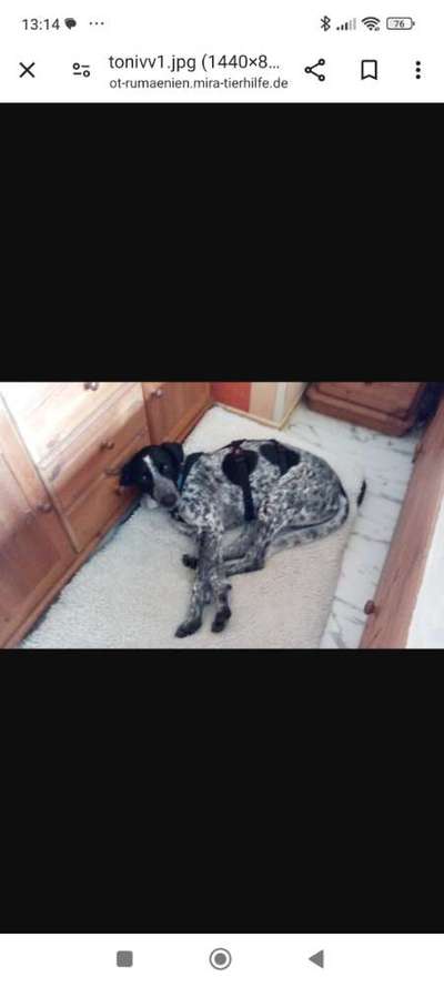 Tierschutzhunde suchen ein Zuhause-Beitrag-Bild