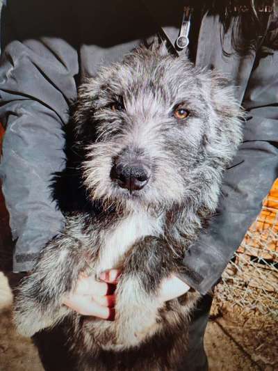 Tierschutzhunde suchen ein Zuhause-Beitrag-Bild