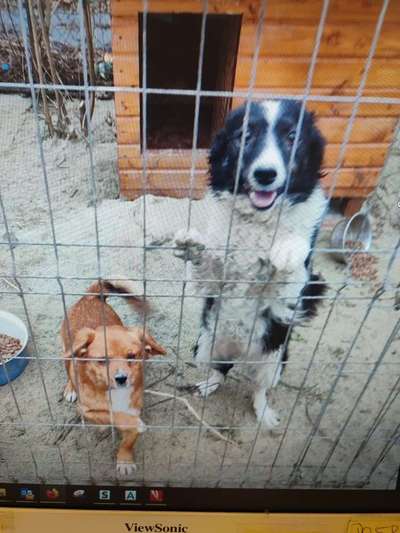 Tierschutzhunde suchen ein Zuhause-Beitrag-Bild