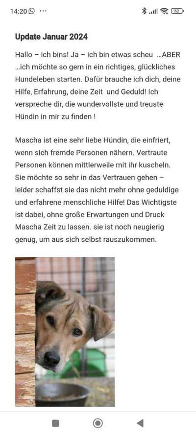 Tierschutzhunde suchen ein Zuhause-Beitrag-Bild