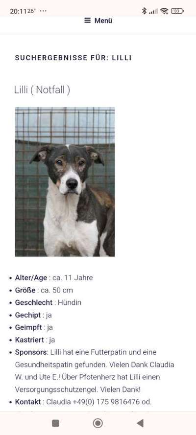 Tierschutzhunde suchen ein Zuhause-Beitrag-Bild