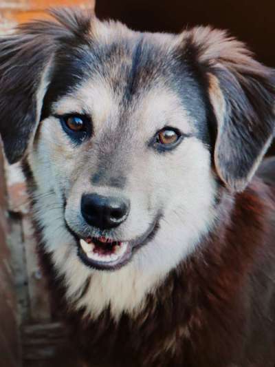 Tierschutzhunde suchen ein Zuhause-Beitrag-Bild