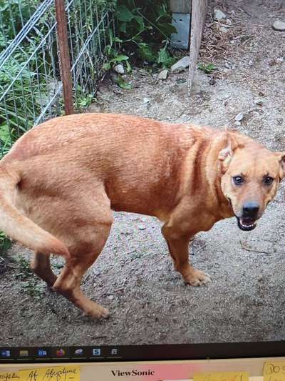Tierschutzhunde suchen ein Zuhause-Beitrag-Bild