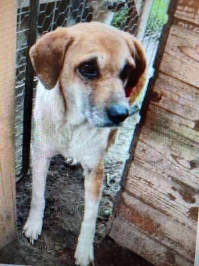 Tierschutzhunde suchen ein Zuhause-Beitrag-Bild