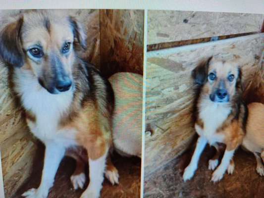 Tierschutzhunde suchen ein Zuhause-Beitrag-Bild