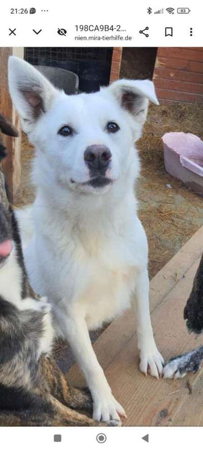 Tierschutzhunde suchen ein Zuhause-Beitrag-Bild