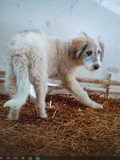 Tierschutzhunde suchen ein Zuhause-Beitrag-Bild