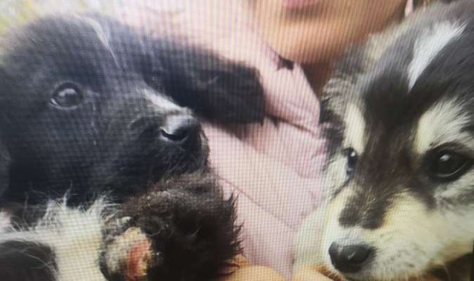 Tierschutzhunde suchen ein Zuhause-Beitrag-Bild