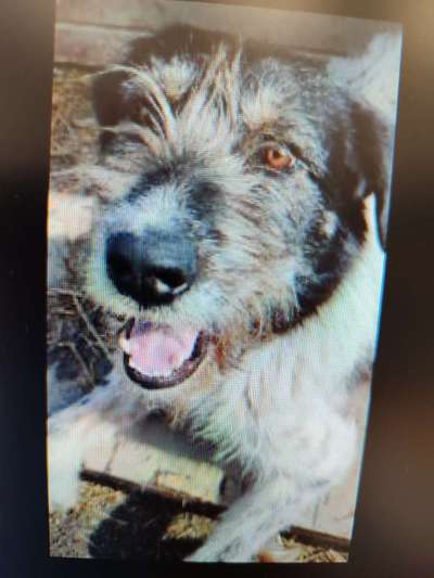 Tierschutzhunde suchen ein Zuhause-Beitrag-Bild