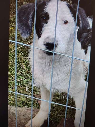 Tierschutzhunde suchen ein Zuhause-Beitrag-Bild