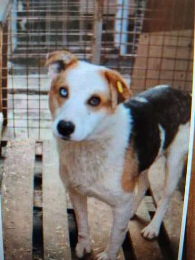 Tierschutzhunde suchen ein Zuhause-Beitrag-Bild