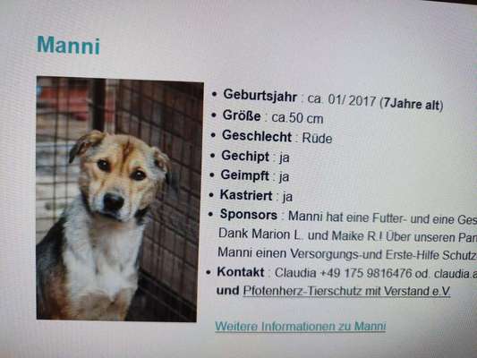 Tierschutzhunde suchen ein Zuhause-Beitrag-Bild
