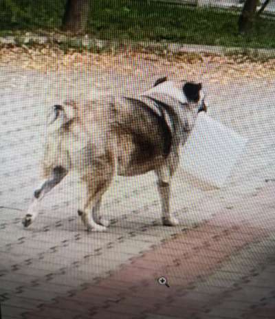 Tierschutzhunde suchen ein Zuhause-Beitrag-Bild