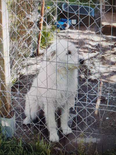 Tierschutzhunde suchen ein Zuhause-Beitrag-Bild