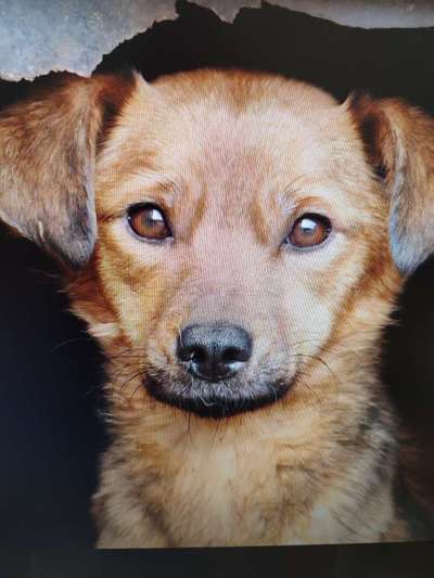 Tierschutzhunde suchen ein Zuhause-Beitrag-Bild