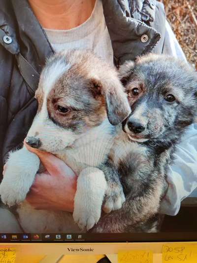 Tierschutzhunde suchen ein Zuhause-Beitrag-Bild