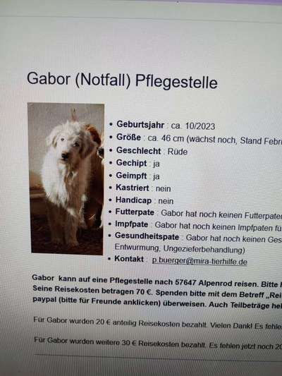 Tierschutzhunde suchen ein Zuhause-Beitrag-Bild