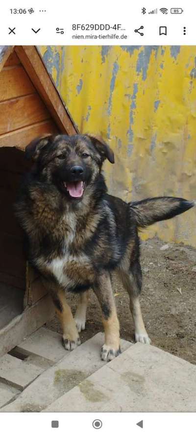 Tierschutzhunde suchen ein Zuhause-Beitrag-Bild