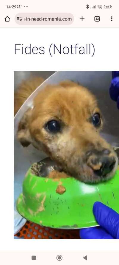 Tierschutzhunde suchen ein Zuhause-Beitrag-Bild