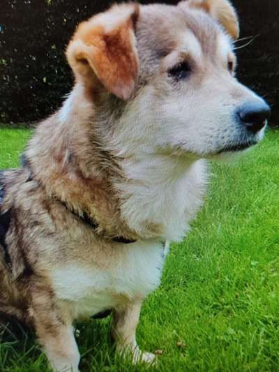 Tierschutzhunde suchen ein Zuhause-Beitrag-Bild