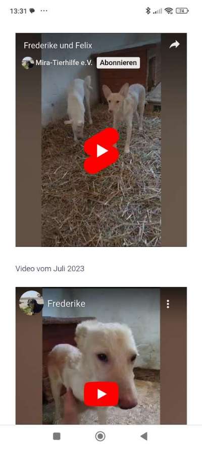 Tierschutzhunde suchen ein Zuhause-Beitrag-Bild