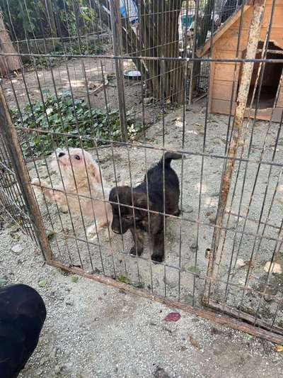 Tierschutzhunde suchen ein Zuhause-Beitrag-Bild