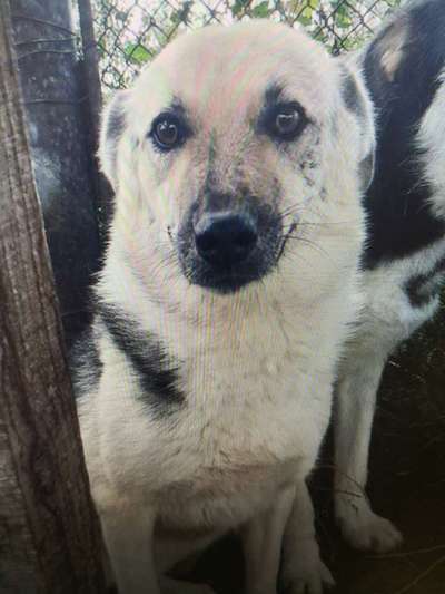 Tierschutzhunde suchen ein Zuhause-Beitrag-Bild