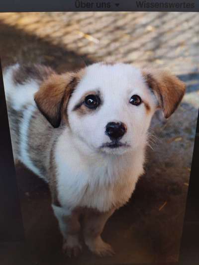 Tierschutzhunde suchen ein Zuhause-Beitrag-Bild