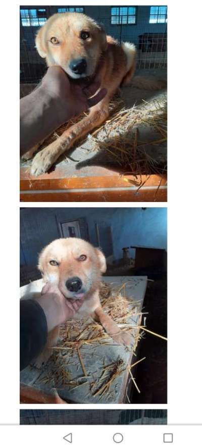 Tierschutzhunde suchen ein Zuhause-Beitrag-Bild