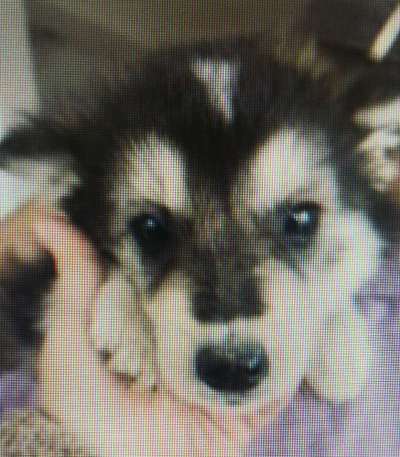 Tierschutzhunde suchen ein Zuhause-Beitrag-Bild