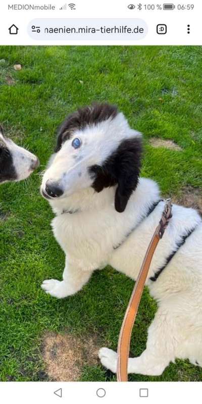 Tierschutzhunde suchen ein Zuhause-Beitrag-Bild