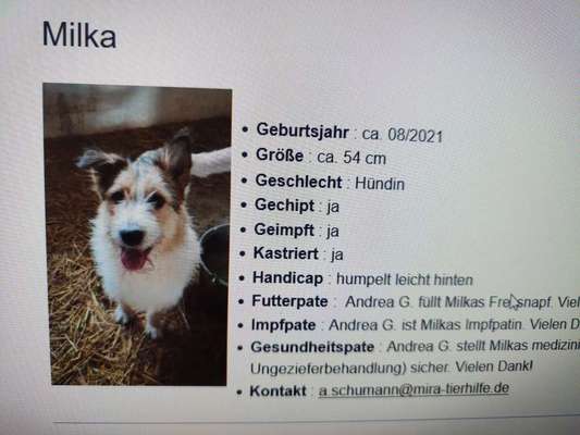 Tierschutzhunde suchen ein Zuhause-Beitrag-Bild