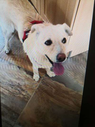 Tierschutzhunde suchen ein Zuhause-Beitrag-Bild